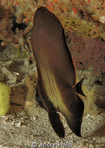 juvenile longfin batfish by Andre Philip 